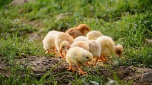 3117818-hd_1920_1080_30fps