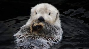 2554576-hd_1920_1080_25fps