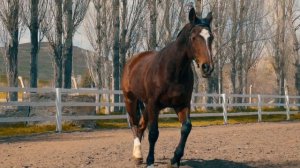 2122952-hd_1920_1080_30fps