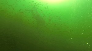 Количество рыбы в озере