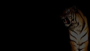 855576-hd_1920_1080_24fps