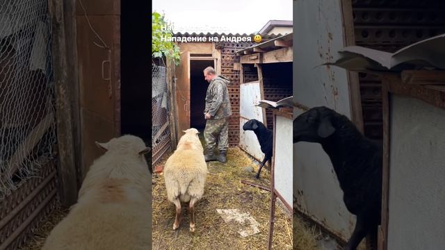 Наше хозяйство. Нападение на Андрея