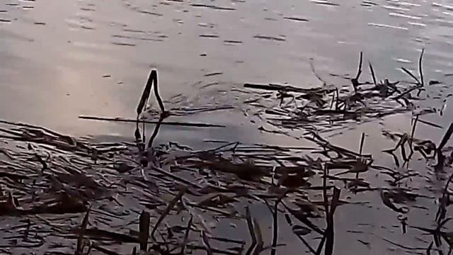 Ловля рыбы весной