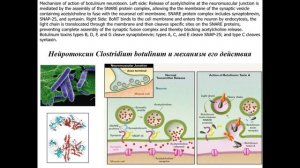 Дубынин В. А. - Химия мозга - 3. Строение и работа синапса. Принципы деятельности веществ-медиаторов