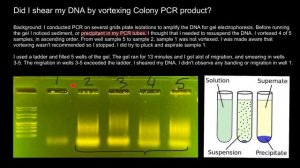 How to avoid shearing of DNA and Smearing of bands