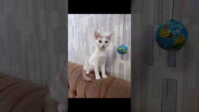 Два братика котенка в добрые руки!