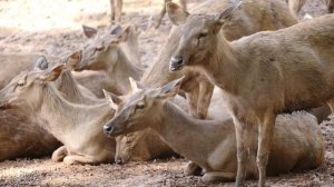 2354916-hd_1920_1080_24fps