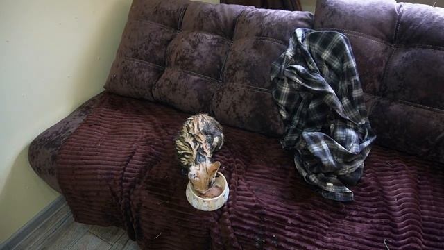 Деревенский рассол открываем банку с утра Жизнь в деревне Вкусно ем салат Уборка в садовом участке