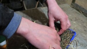 Индюшата перевертыши и вертолёты