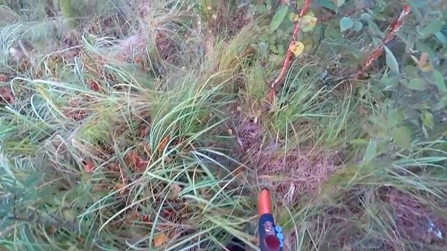 Осенняя охота на уток // Autumn Duck Hunting