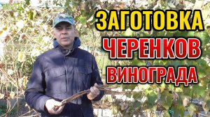 ⚡ Больше не могу это скрывать от Вас❗ Вот, как я заготавливаю ЧЕРЕНКИ 🌱 винограда осенью 🍂