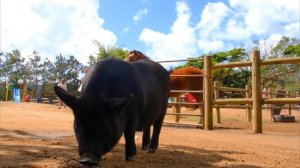 3012506-uhd_3840_2160_30fps