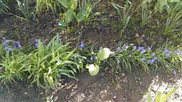 Композиції з квітів весною Красиві квітники біля дому Ландшафтний дизайн озеленення Зразок клумби