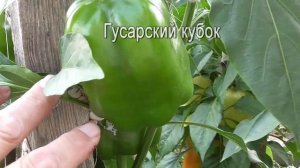 Перец сладкий 2021 в открытом грунте.