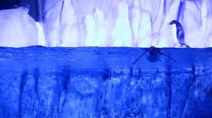 3147100-hd_1920_1080_25fps