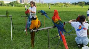 5615004-hd_1280_720_30fps