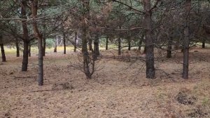 Прогулка в осенний день.