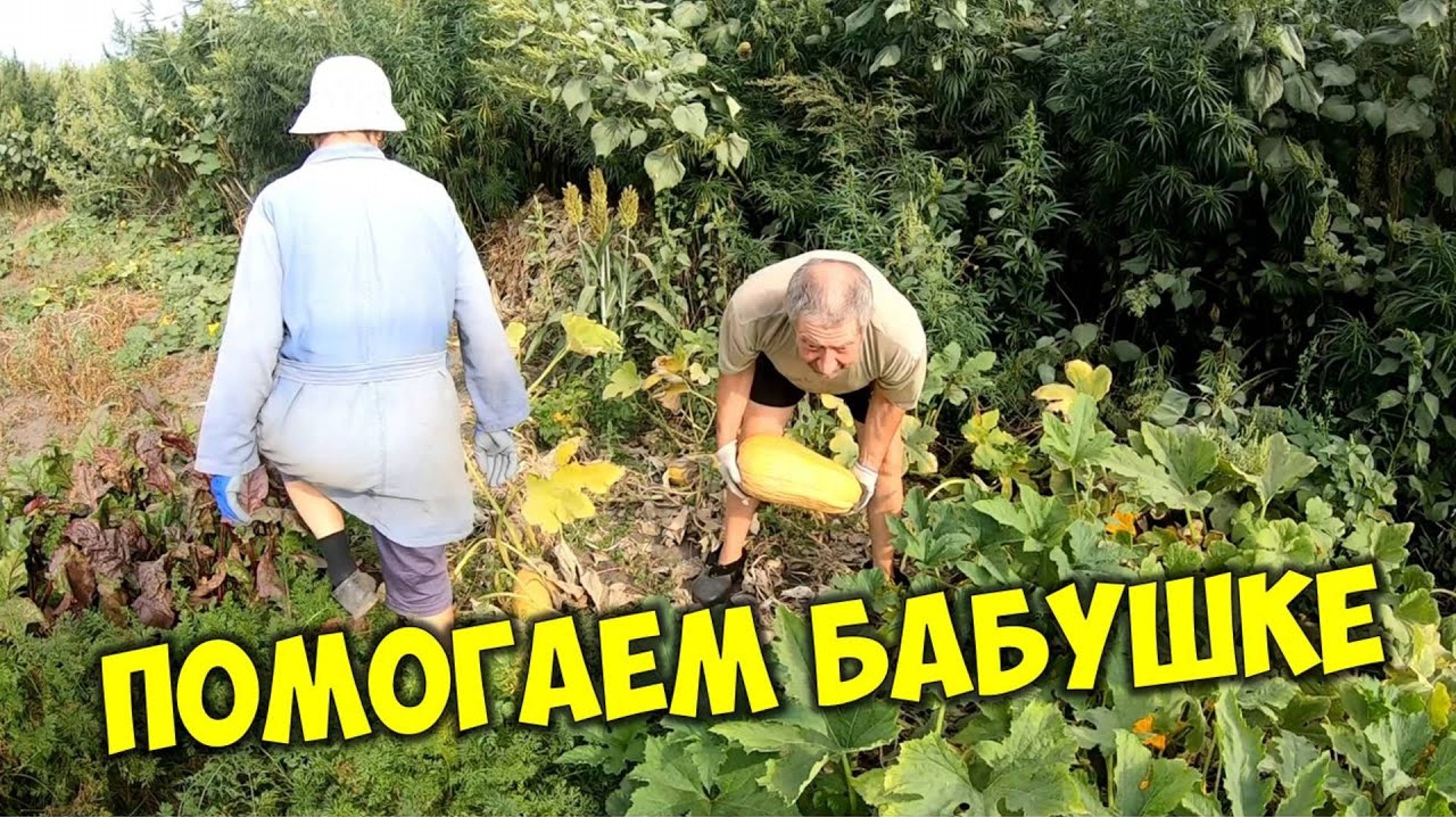 Едем к бабушке забирать кабачки на корм для коров. Помогаем бабушке в деревне убирать огород