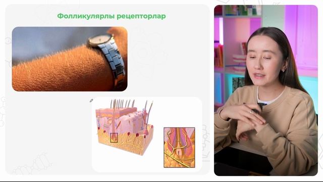 Терінің құрылысы және рецепторлар 2-бөлім | ҰБТ Биология