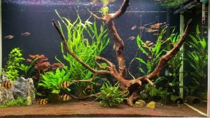 Релакс видео аквариум