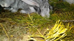 Хвоя  кормления кроликов повысить охоту крольчихи