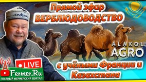 Учёные мирового уровня в прямом эфире по верблюдоводству! Казахский бактриан, шубат/верблюжья шерсть