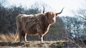 6905144-uhd_3840_2160_24fps