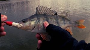 24 Twin Power 3000MHG РАЗЛОВЛЕН на СУМАСШЕДШЕЙ РЫБАЛКЕ !!!