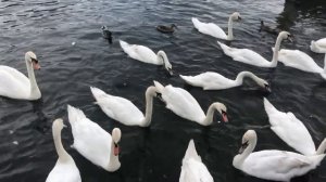 5769502-hd_1280_720_30fps