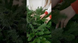 Ель искусственная Империя Ёлок - Ель "Романовская" 2,4 м