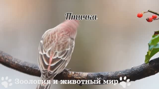 Птичка
