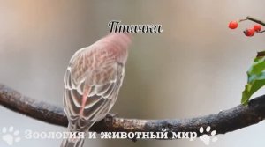 Птичка