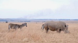 4746935-uhd_3840_2160_30fps