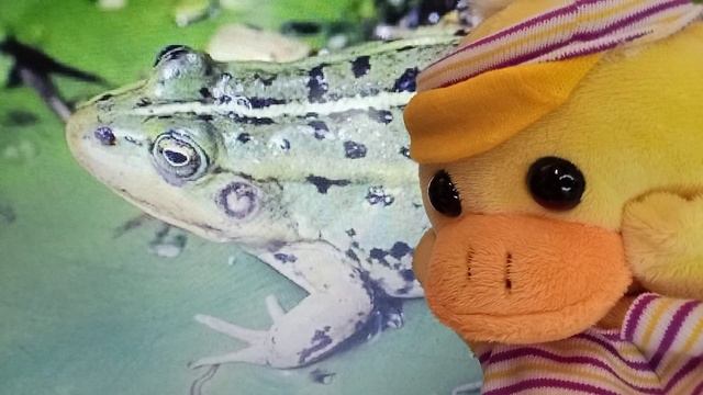 Лягушка
