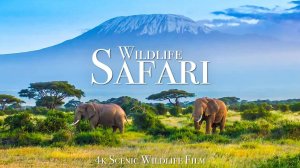 Wildlife Safari 4K - Scenic Animal Film With African Music