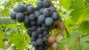 Сорт винограда Черныш.