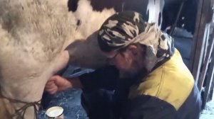 Спасение коров от мошек