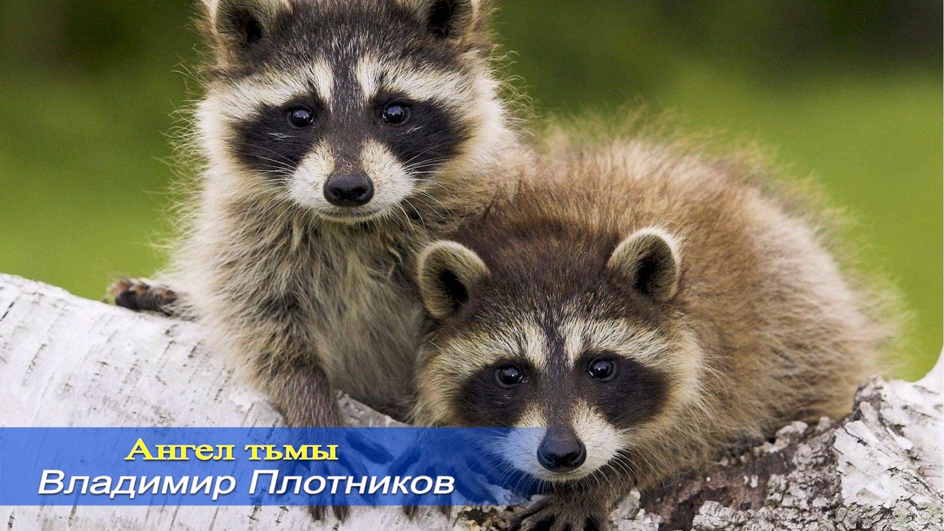 Ангел тьмы 2. Песня Владимира Плотникова. Записана мной в 2012 году.