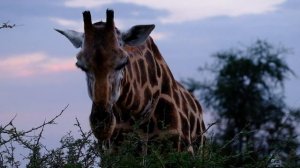 2178545-hd_1280_720_24fps