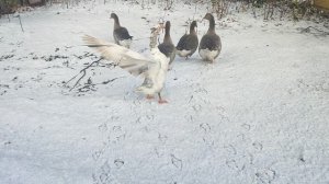 Гуси 🪿 гуляют по 1-му снегу ❄