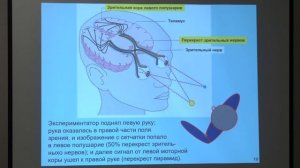 Дубынин В. А. - Физиология потребностей - 7. Зеркальный принцип работы мозга