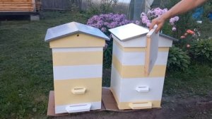 Улей Дадан 12 рам окрашенный, сетчатое дно, двускатная крыша