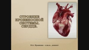 ВИДЕОЛЕКЦИЯ. СЕРДЦЕ - АНАТОМИЯ, РАЗВИТИЕ, ПОРОКИ И АНОМАЛИИ