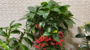 Ардизия. Тропическая красавица. Рассказываю как ухаживать за ардизией.