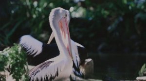 12715045-uhd_4096_2160_50fps