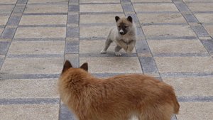 Новые друзья: Щенки лайки делают первые шаги в новом доме!