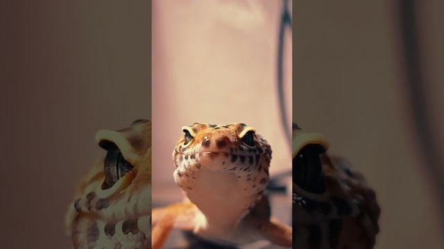 Мои необычные питомцы
