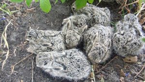 1748698-hd_1920_1080_30fps