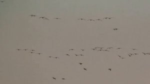 №3 перекличка белолобых заходящих на посадку и сидящих