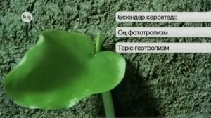 Өсімдіктердің қозғалысы  Өсімдіктердің қозғалу тәсілдері  7 сынып